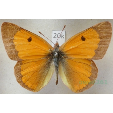 Colias viluiensis Menetries, 1859 male China20k